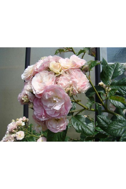 Троянда Букет Парфе - молочно-рожеві квіти та темно-зелене листя